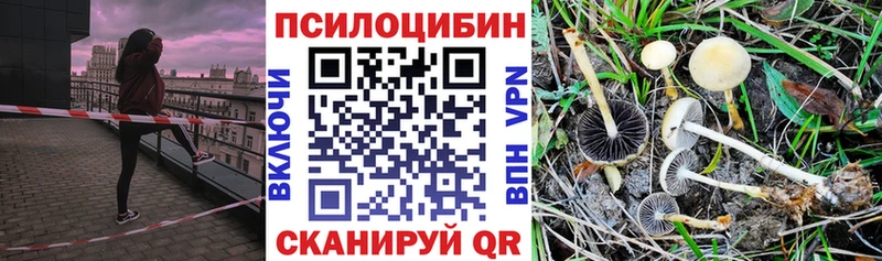 как найти закладки  Берёзовский  Галлюциногенные грибы Psilocybe 